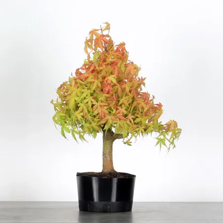 PREBONSAI MAPLE PALMATUM n°19