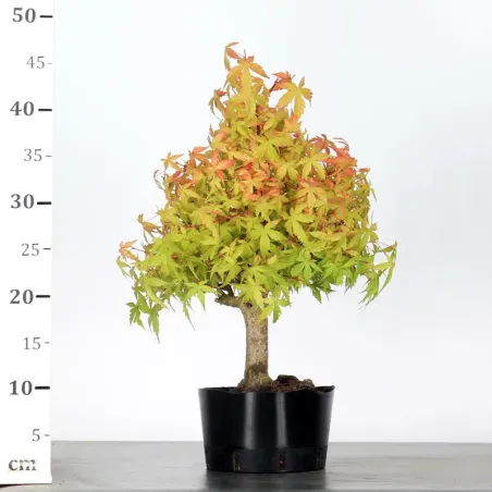 image supplémentaire - PREBONSAI MAPLE PALMATUM n°19