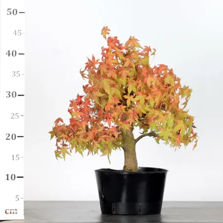 image supplémentaire - PREBONSAI MAPLE PALMATUM n°20