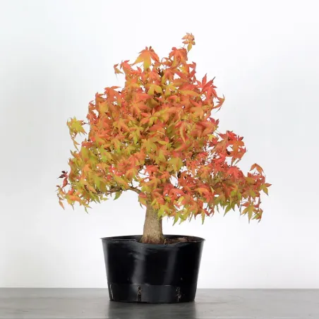PREBONSAI MAPLE PALMATUM n°20