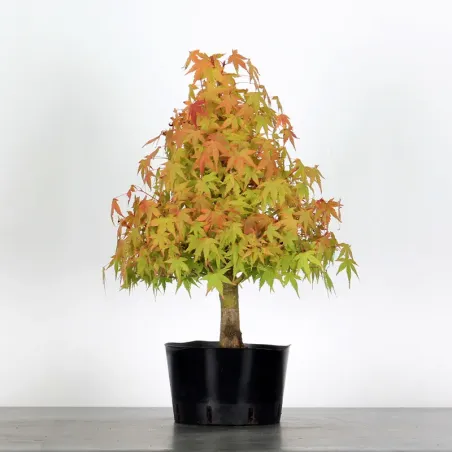 PREBONSAI ERABLE PALMATUM n°21