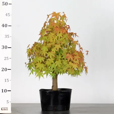 image supplémentaire - PREBONSAI ERABLE PALMATUM n°21