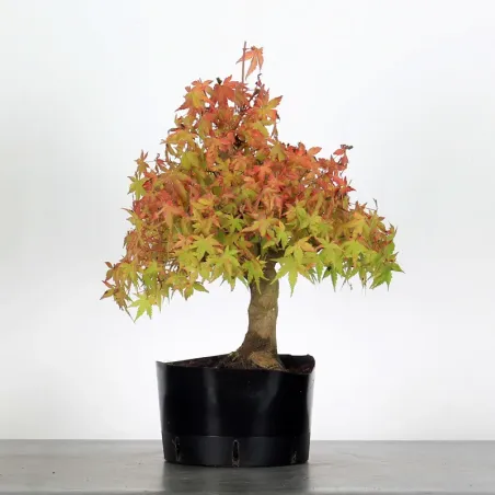 PREBONSAI ERABLE PALMATUM n°22