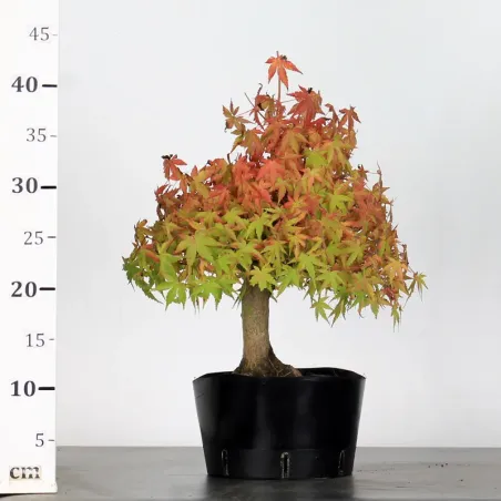 image supplémentaire - PREBONSAI MAPLE PALMATUM n°22