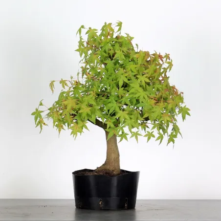 PREBONSAI ERABLE PALMATUM n°23