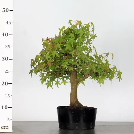 image supplémentaire - PREBONSAI ERABLE PALMATUM n°23