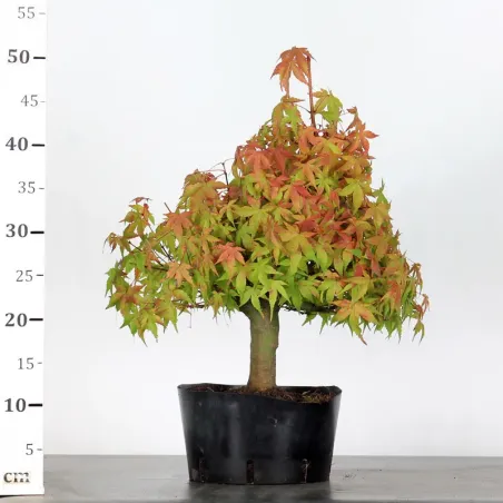 image supplémentaire - PREBONSAI MAPLE PALMATUM n°24