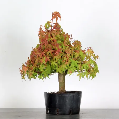 PREBONSAI MAPLE PALMATUM n°24
