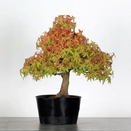 PREBONSAI MAPLE PALMATUM n°25