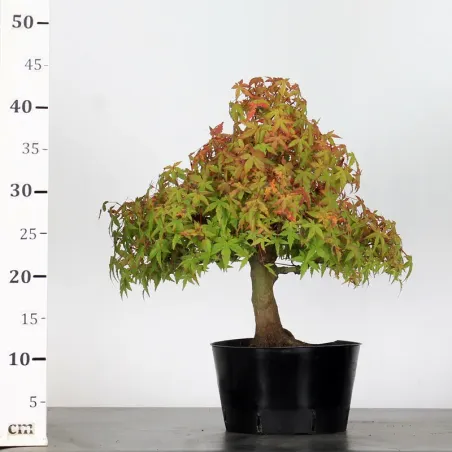 image supplémentaire - PREBONSAI ERABLE PALMATUM n°25