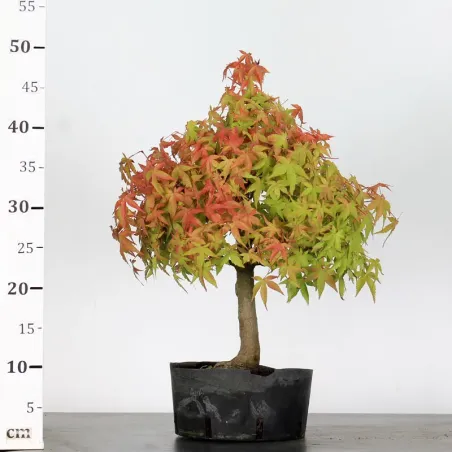 image supplémentaire - PREBONSAI ERABLE PALMATUM n°26