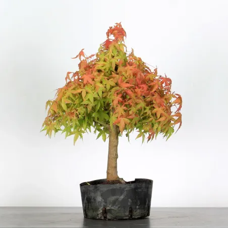 PREBONSAI ERABLE PALMATUM n°26