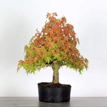 PREBONSAI ERABLE PALMATUM n°27