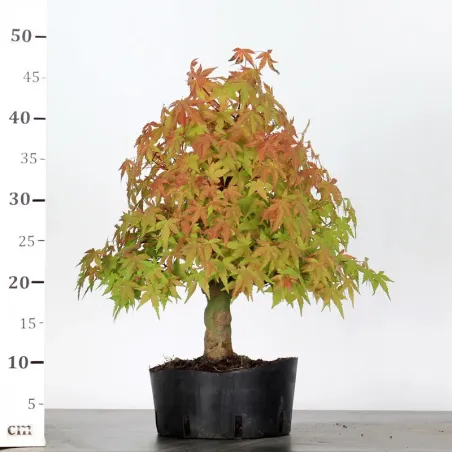 image supplémentaire - PREBONSAI MAPLE PALMATUM n°27