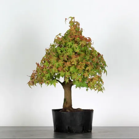 PREBONSAI MAPLE PALMATUM n°28
