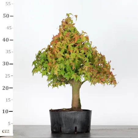 image supplémentaire - PREBONSAI MAPLE PALMATUM n°28