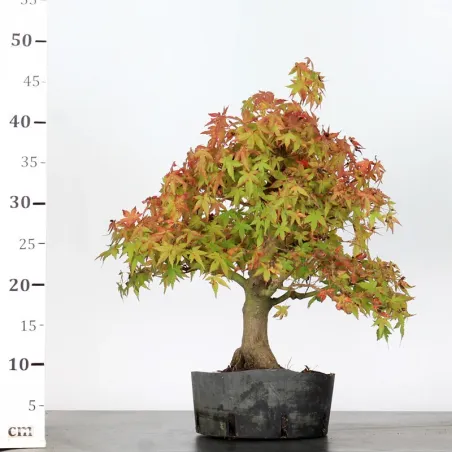 image supplémentaire - PREBONSAI MAPLE PALMATUM n°29