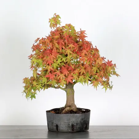 PREBONSAI ERABLE PALMATUM n°29