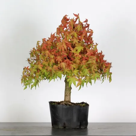 PREBONSAI MAPLE PALMATUM n°30