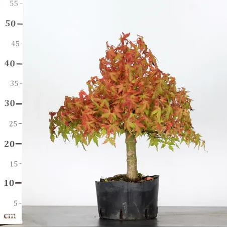 image supplémentaire - PREBONSAI MAPLE PALMATUM n°30