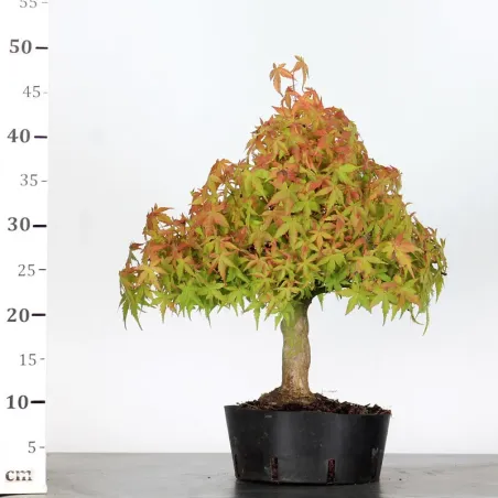 image supplémentaire - PREBONSAI MAPLE PALMATUM n°31