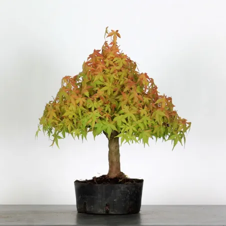 PREBONSAI MAPLE PALMATUM n°31