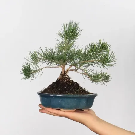 Pin mugo bonsai PM-1-1