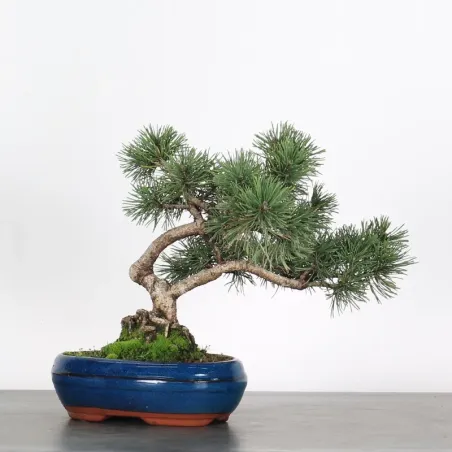 image supplémentaire - BONSAI PIN MUGO 1-3