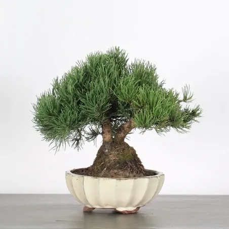 image supplémentaire - BONSAI PIN MUGO 1-4
