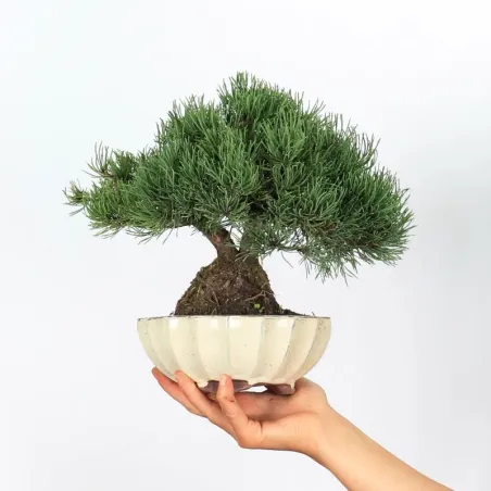Pin mugo bonsai PM-1-4