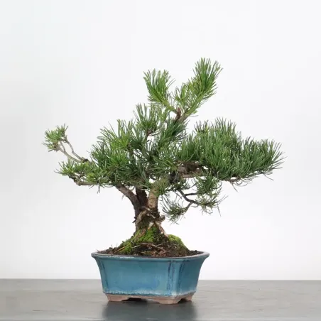 Pin mugo bonsai PM-1-5