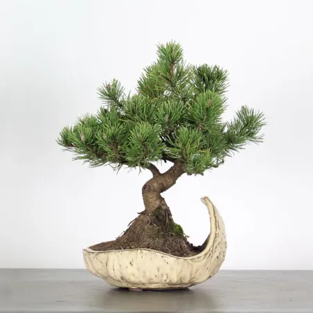 Pin mugo bonsai PM-1-6