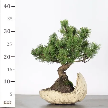 image supplémentaire - BONSAI PINUS MUGO 1-6