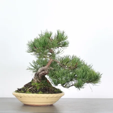 Pin mugo bonsai PM-1-7