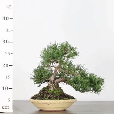 image supplémentaire - BONSAI PIN MUGO 1-7