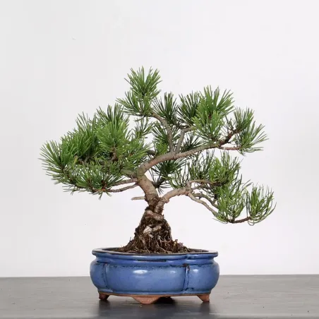 Pin mugo bonsai PM-1-8