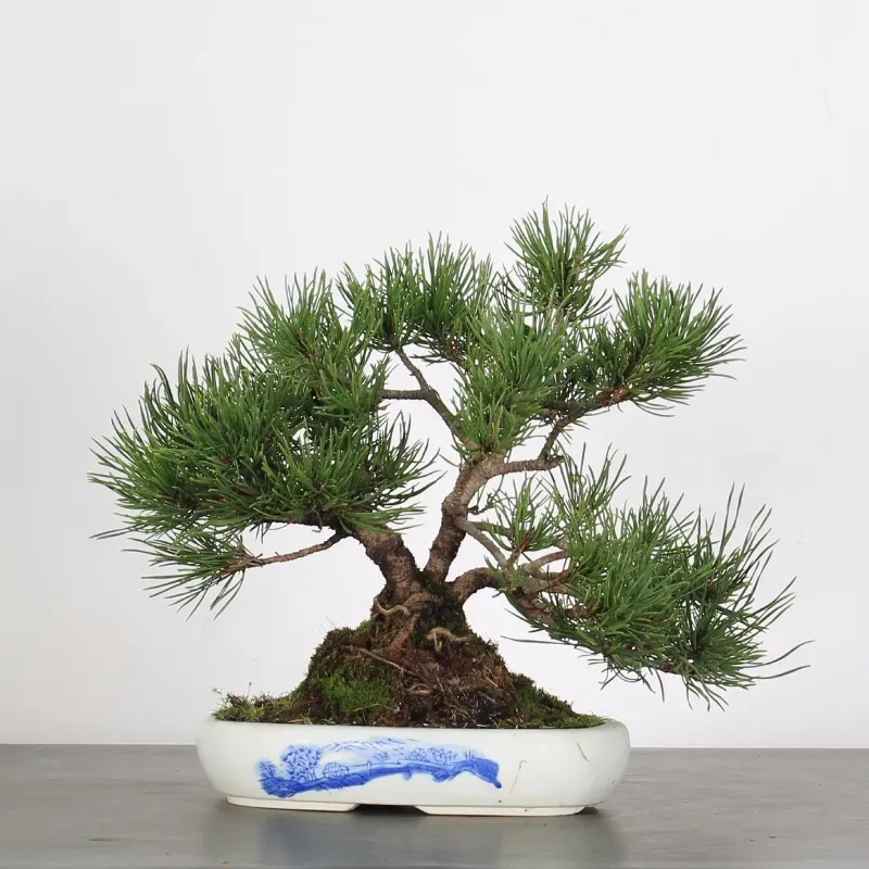 Pin mugo bonsai PM-1-10