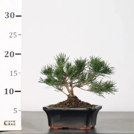image supplémentaire - BONSAI SHOHIN PIN MUGO 1-11