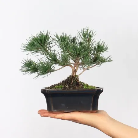 Pin mugo bonsai PM-1-11