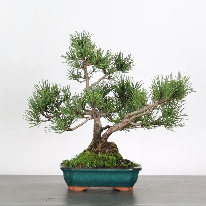 Pin mugo bonsai PM-1-12