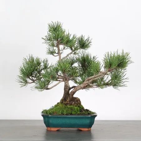 Mugo Bonsai Pine PM-1-12