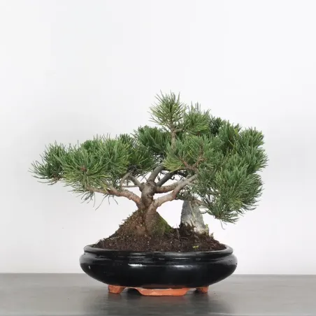 Pin mugo bonsai PM-1-13