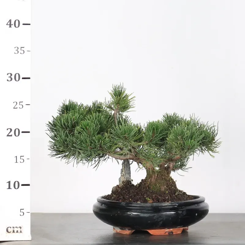 image supplémentaire - BONSAI PIN MUGO 1-13
