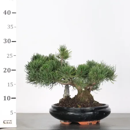 image supplémentaire - BONSAI PIN MUGO 1-13