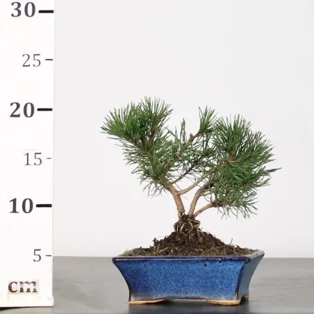 image supplémentaire - BONSAI PIN MUGO 1-14