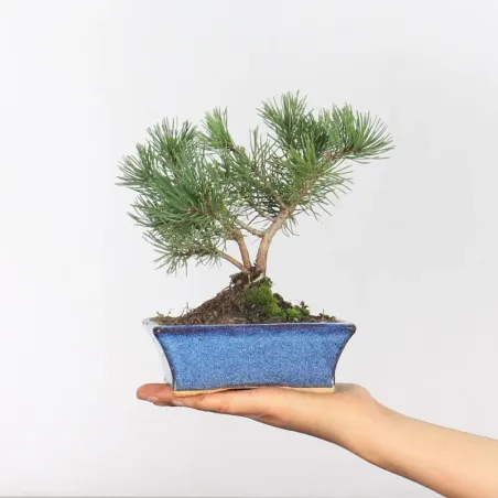 Pin mugo bonsai PM-1-14