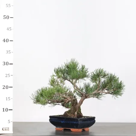 image supplémentaire - BONSAI PIN MUGO 1-15