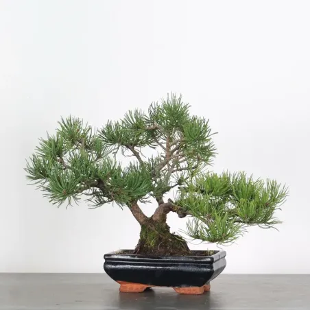 Pin mugo bonsai PM-1-15