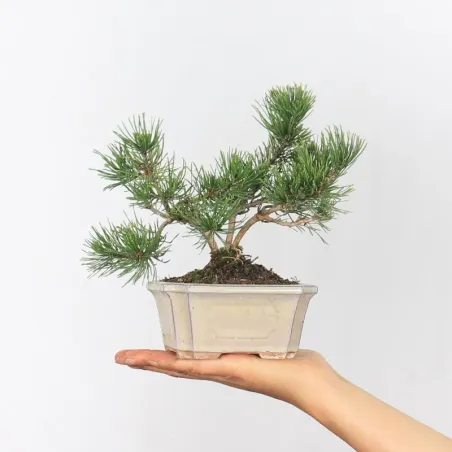 BONSAI SHOHIN PIN MUGO 1-16