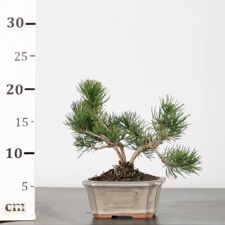image supplémentaire - BONSAI SHOHIN PIN MUGO 1-16